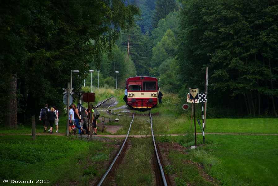 Buszując w zieleni.